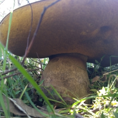 Phlebopus marginatus (Giant Bolete) at Majura, ACT - 15 Apr 2021 by Greggy