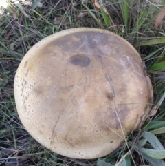 Phlebopus marginatus at Majura, ACT - 15 Apr 2021