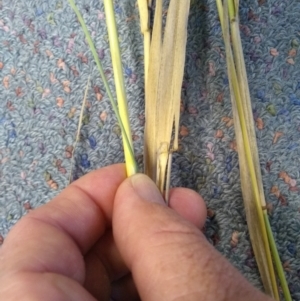 Phalaris arundinacea var. arundinacea at Kowen, ACT - 16 Apr 2021