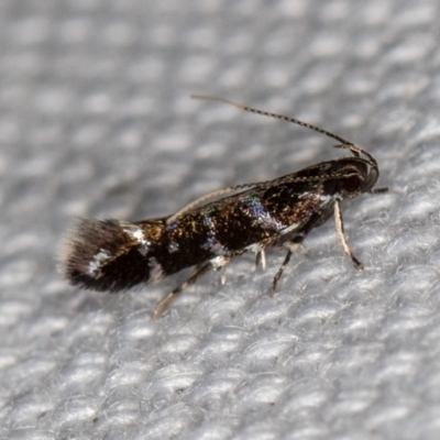 Stagmatophora argyrostrepta (A cosmet moth) at Melba, ACT - 21 Feb 2021 by Bron