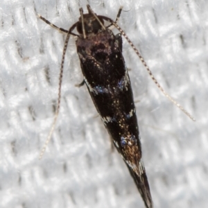 Stagmatophora argyrostrepta at Melba, ACT - 21 Feb 2021