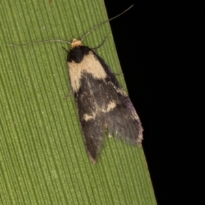 Palimmeces leucopelta at Melba, ACT - 21 Feb 2021