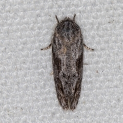 Agriophara confertella (A Flat-bodied moth (Depressidae) at Melba, ACT - 21 Feb 2021 by Bron