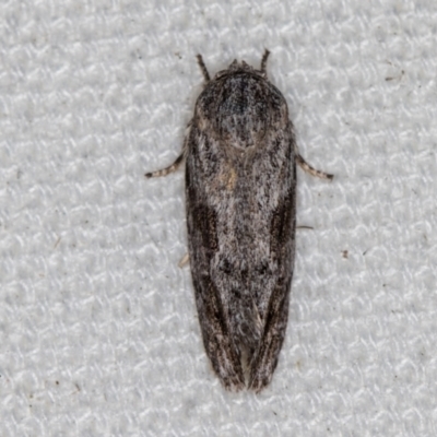 Agriophara confertella (A Concealer moth) at Melba, ACT - 21 Feb 2021 by Bron