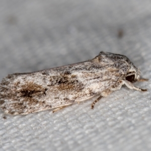 Agriophara confertella at Melba, ACT - 21 Feb 2021 12:08 PM