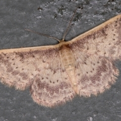 Idaea costaria (White-edged Wave) at Melba, ACT - 21 Feb 2021 by Bron