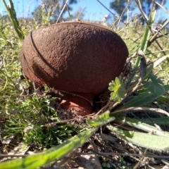 zz bolete at Farrer Ridge - 16 Apr 2021 by Greggy