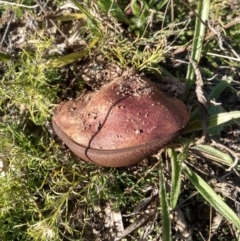 zz bolete at Farrer, ACT - 16 Apr 2021 03:03 PM