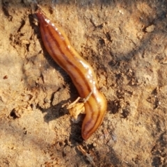 Anzoplana trilineata (A Flatworm) at Macgregor, ACT - 16 Apr 2021 by trevorpreston