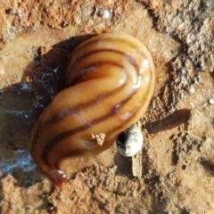 Anzoplana trilineata at Macgregor, ACT - 16 Apr 2021