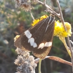 Nyctemera amicus (Senecio Moth, Magpie Moth, Cineraria Moth) at Umbagong District Park - 16 Apr 2021 by tpreston
