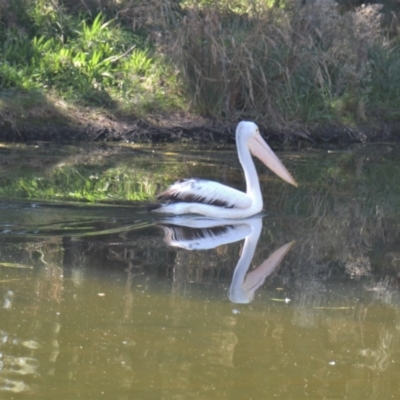 Pelecanus conspicillatus (Australian Pelican) at Yerrabi Pond - 16 Apr 2021 by TrishGungahlin