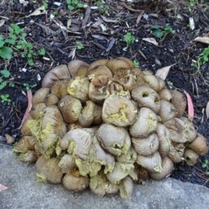 Lycoperdon perlatum at Acton, ACT - 16 Apr 2021 04:31 PM