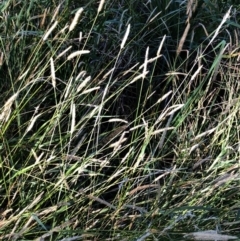 Setaria sp. at Garran, ACT - 16 Apr 2021