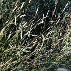 Setaria sp. at Garran, ACT - 16 Apr 2021