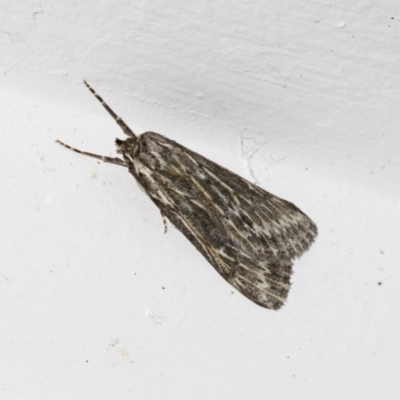 Ciampa arietaria (Brown Pasture Looper Moth) at Higgins, ACT - 26 Mar 2021 by AlisonMilton