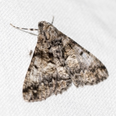 Gastrinodes argoplaca (Cryptic Bark Moth) at Downer, ACT - 8 Apr 2019 by AlisonMilton