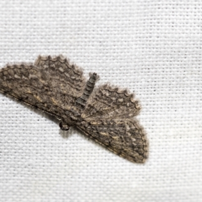 Psilosticha pristis (Little Brown Bark Moth) at Downer, ACT - 8 Apr 2019 by AlisonMilton