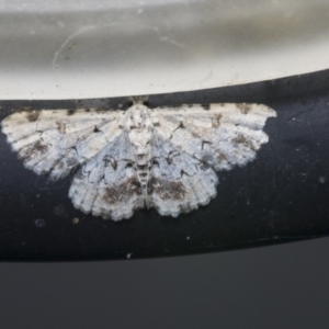 Sandava scitisignata at Higgins, ACT - 28 Mar 2021