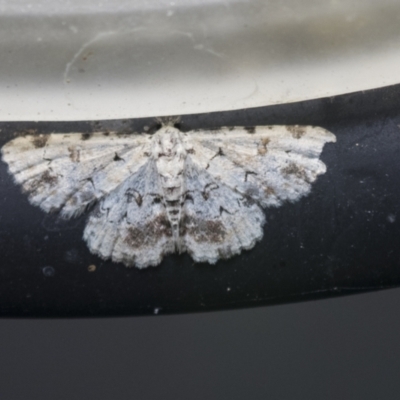 Sandava scitisignata (A noctuid moth) at Higgins, ACT - 28 Mar 2021 by AlisonMilton