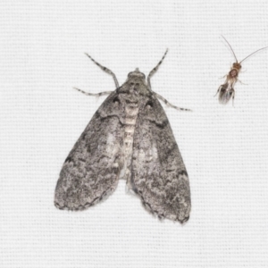 Smyriodes undescribed species nr aplectaria at Downer, ACT - 8 Apr 2019 08:18 PM