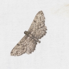 Psilosticha pristis (Little Brown Bark Moth) at Downer, ACT - 8 Apr 2019 by AlisonMilton