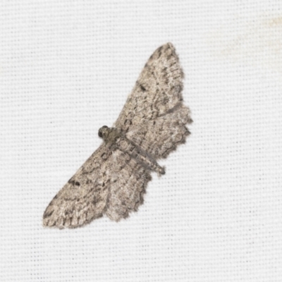 Psilosticha pristis (Little Brown Bark Moth) at Downer, ACT - 8 Apr 2019 by AlisonMilton