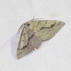 Nearcha aridaria (An Oenochromine moth) at Downer, ACT - 8 Apr 2019 by AlisonMilton