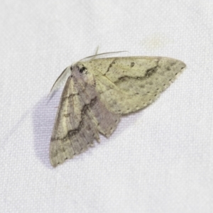 Nearcha aridaria at Downer, ACT - 8 Apr 2019 08:49 PM