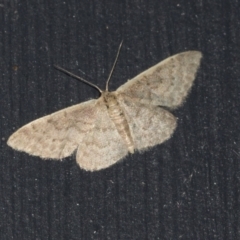 Idaea costaria (White-edged Wave) at Higgins, ACT - 20 Mar 2021 by AlisonMilton