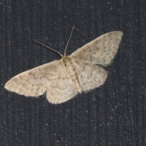 Idaea costaria at Higgins, ACT - 20 Mar 2021