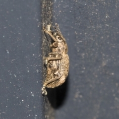 Curculionidae (family) (Unidentified weevil) at Higgins, ACT - 30 Mar 2021 by AlisonMilton