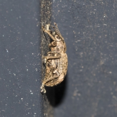 Curculionidae (family) (Unidentified weevil) at Higgins, ACT - 29 Mar 2021 by AlisonMilton