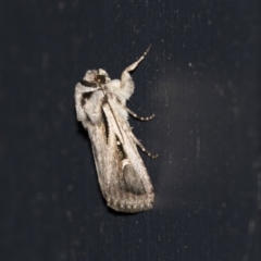 Proteuxoa undescribed species near paragypsa (A Noctuid moth) at Higgins, ACT - 23 Mar 2021 by AlisonMilton