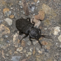 Adelium porcatum (Darkling Beetle) at Acton, ACT - 26 Mar 2021 by AlisonMilton