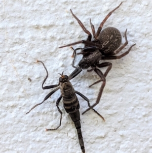 Boreoides subulatus at Hughes, ACT - 15 Apr 2021 04:38 PM