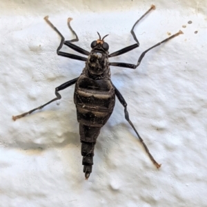 Boreoides subulatus at Hughes, ACT - 15 Apr 2021 04:38 PM