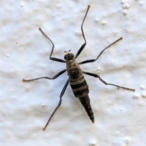 Boreoides subulatus at Hughes, ACT - 15 Apr 2021 04:38 PM