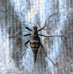 Boreoides subulatus at Hughes, ACT - 15 Apr 2021 04:38 PM