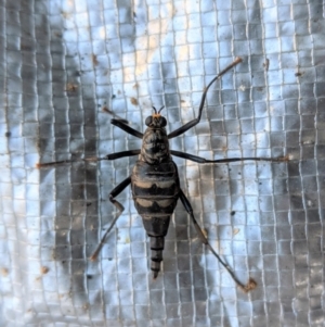 Boreoides subulatus at Hughes, ACT - 15 Apr 2021 04:38 PM