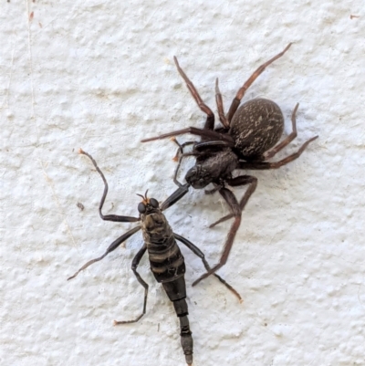 Badumna insignis (Black House Spider) at Hughes, ACT - 15 Apr 2021 by JackyF