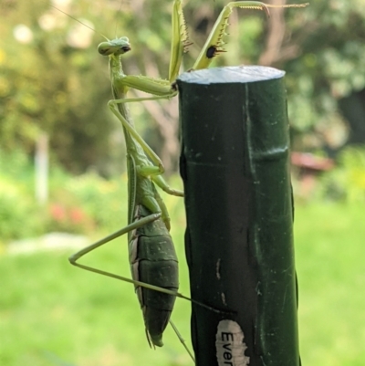 Pseudomantis albofimbriata (False garden mantis) at Hughes, ACT - 7 Apr 2021 by JackyF