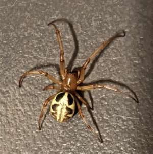 Phonognatha graeffei at Hughes, ACT - 14 Apr 2021