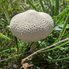 Macrolepiota sp. at Deakin, ACT - 7 Apr 2021 by JackyF