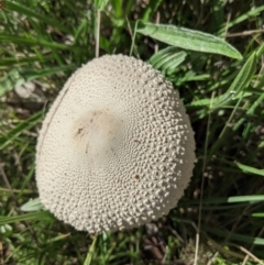 Macrolepiota sp. at Deakin, ACT - 7 Apr 2021