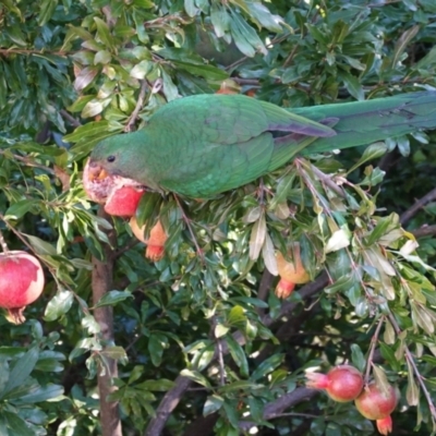 Alisterus scapularis (Australian King-Parrot) at Hughes, ACT - 16 Apr 2021 by JackyF