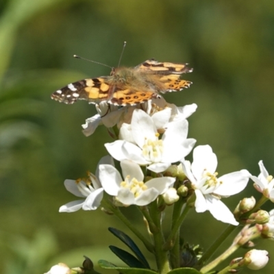 Vanessa kershawi (Australian Painted Lady) at Hughes, ACT - 16 Apr 2021 by JackyF