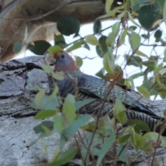 Callocephalon fimbriatum at Hughes, ACT - suppressed