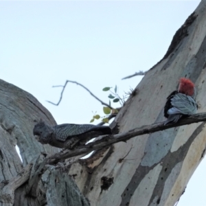 Callocephalon fimbriatum at Hughes, ACT - suppressed