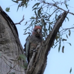 Callocephalon fimbriatum at Hughes, ACT - suppressed